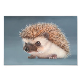 African Pigmy Hedgehog Poster