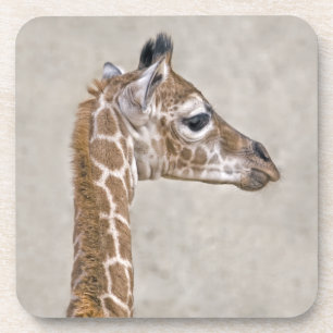 African Prince Set of 6 Coasters Getränkeuntersetzer