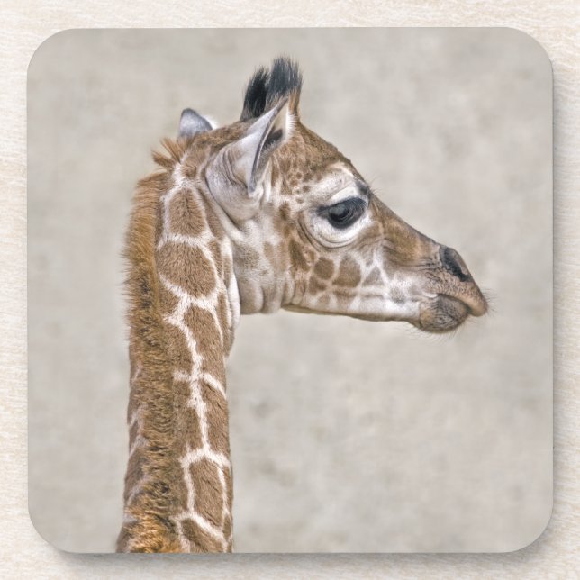 African Prince Set of 6 Coasters Getränkeuntersetzer (Vorderseite)