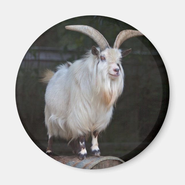 African Pygmy Goat Magnet (Vorne)