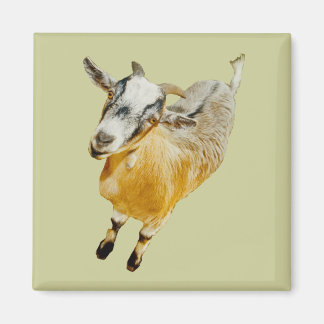 African Pygmy Goat Magnet