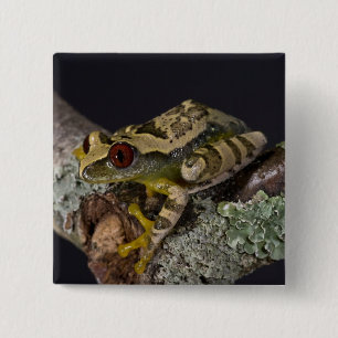 African Red Eye Treefrog, Leptopelis Button