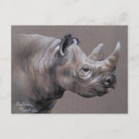 African Rhino Drawing Postcard