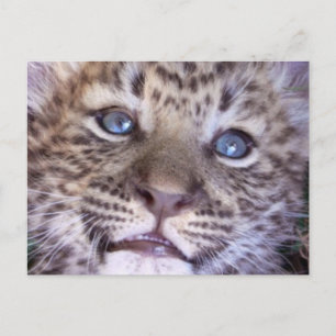 African Safari Destiny Niedliche Cats Leopards Postkarte