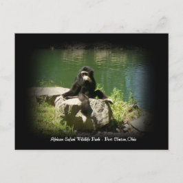 African Safari Wildlife Ohio Postcard Postkarte