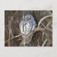 African Scops-Owl, Krüger National Park, South