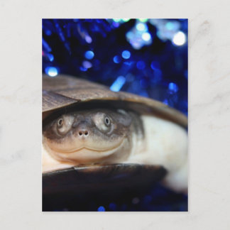 African Sideneck Turtle Blick auf Kamera Postkarte