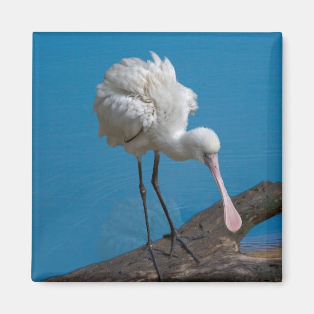 African Spoonbill Magnet (Vorne)