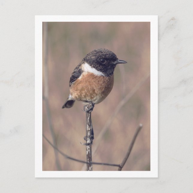 African Stonechat Bird Postkarte (Vorderseite)