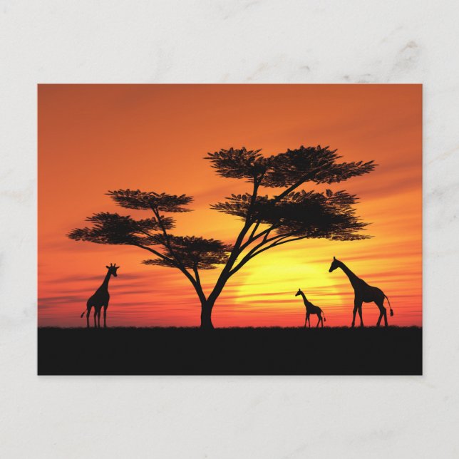 African Sunset Postkarte (Vorderseite)