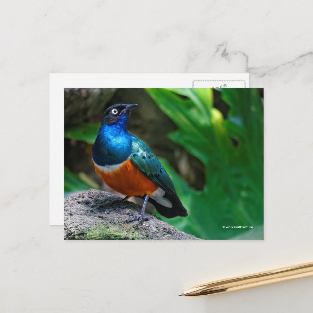 African Superb Starling Songbird Postkarte (Vorderseite/Rückseite Beispiel)