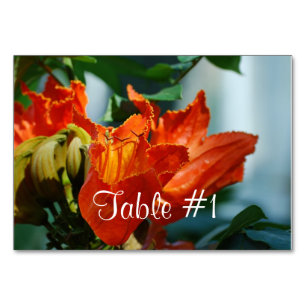 African Tulip Tree Tischnummer