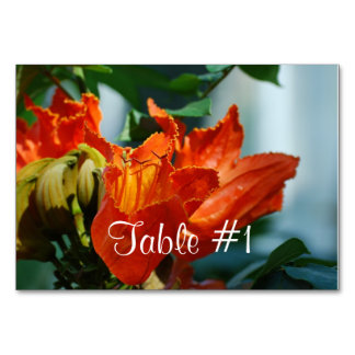 African Tulip Tree Tischnummer