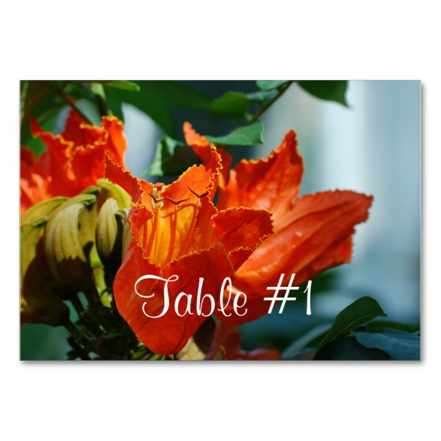 African Tulip Tree Tischnummer (Vorderseite)