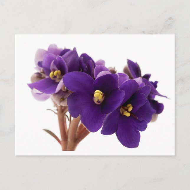 African violet postkarte (Vorderseite)