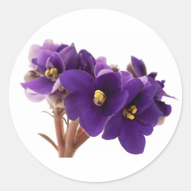African violet runder aufkleber (Vorderseite)