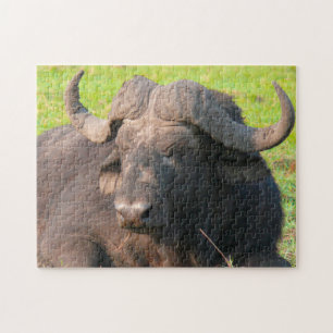 African Water Buffalo.