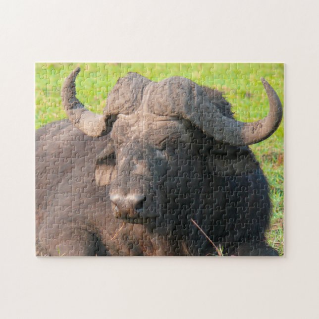 African Water Buffalo. (Horizontal)