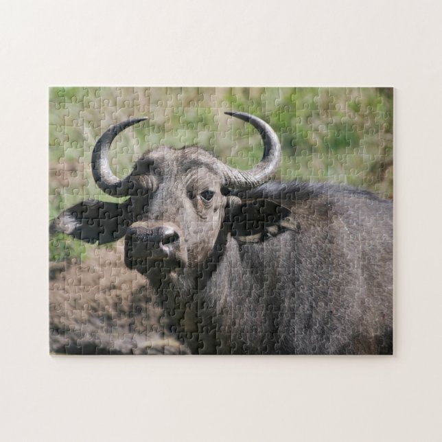 African Water Buffalo (Horizontal)