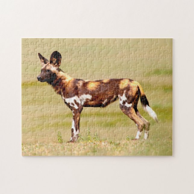 African Wild Dog (Lycaon Pictus) Standing (Horizontal)