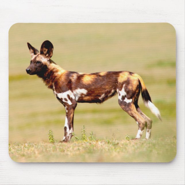 African Wild Dog (Lycaon Pictus) Standing Mousepad (Vorne)