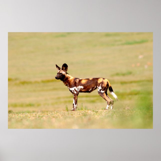 African Wild Dog (Lycaon Pictus) Standing Poster (Vorne)