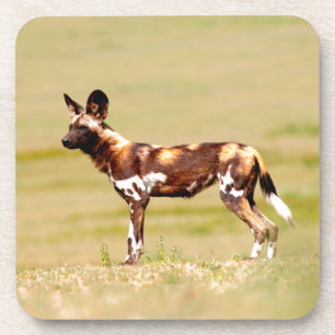 African Wild Dog (Lycaon Pictus) Standing Untersetzer
