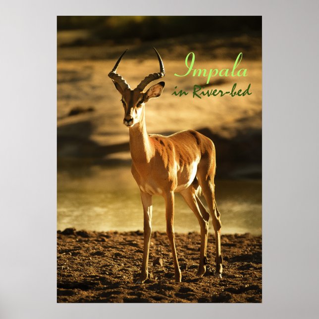 African Wildlife Impala im Flussbett Poster (Vorne)