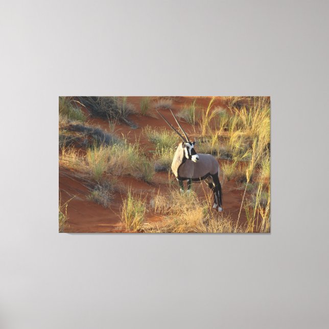 African Wildlife Oryx Antelope Sand Dune Savannah Leinwanddruck (Vorderseite)