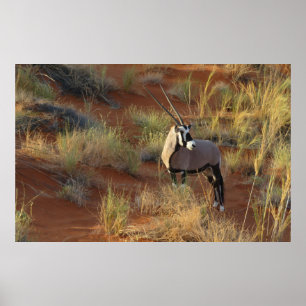 African Wildlife Oryx Antelope Sand Dune Savannah Poster