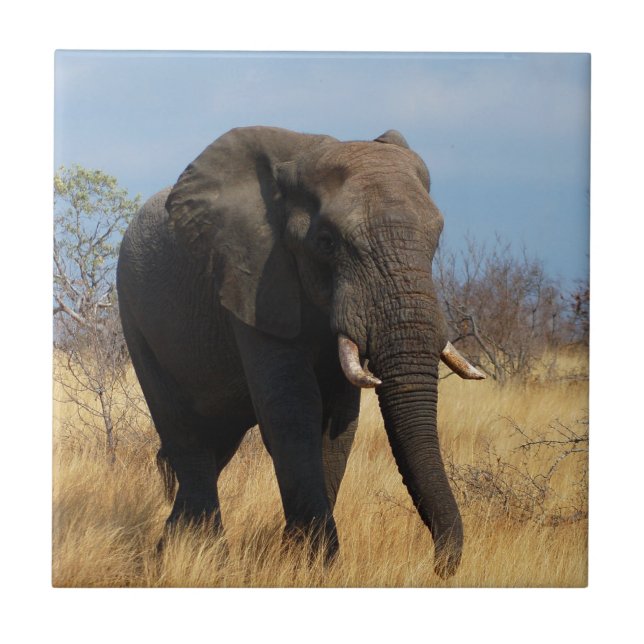 Africian Elephant Fliese (Vorderseite)
