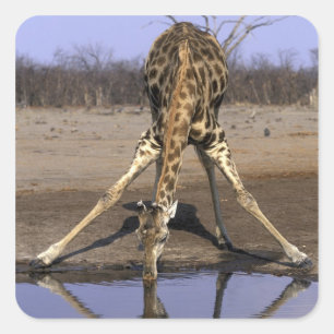Afrika, Botsuana, Chobe National Park, Giraffe Quadratischer Aufkleber