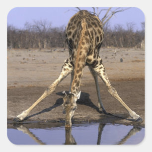 Afrika, Botsuana, Chobe National Park, Giraffe Quadratischer Aufkleber