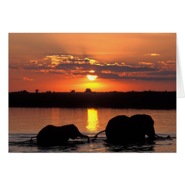 Afrika, Botsuana, Chobe National Park, Herde (Vorderseite (Horizontal))