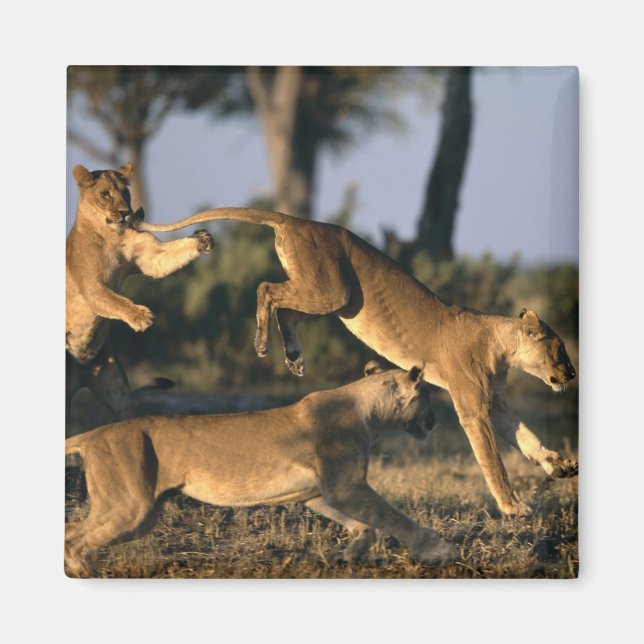 Afrika, Botsuana, Chobe National Park, Lionesses Magnet (Vorne)