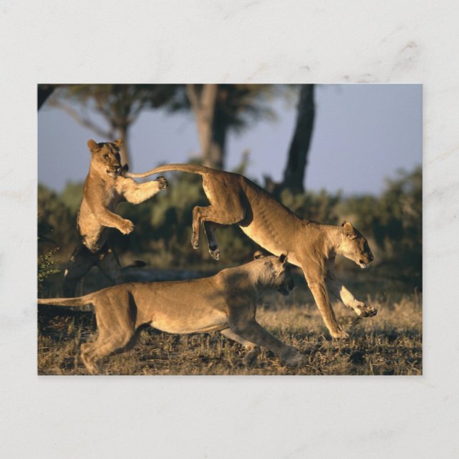Afrika, Botsuana, Chobe National Park, Lionesses Postkarte (Vorderseite)