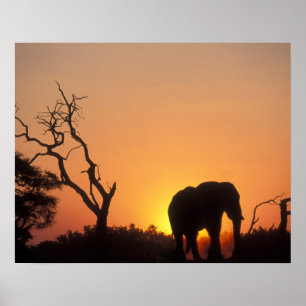 Afrika, Botsuana, Chobe National Park, Setting Poster