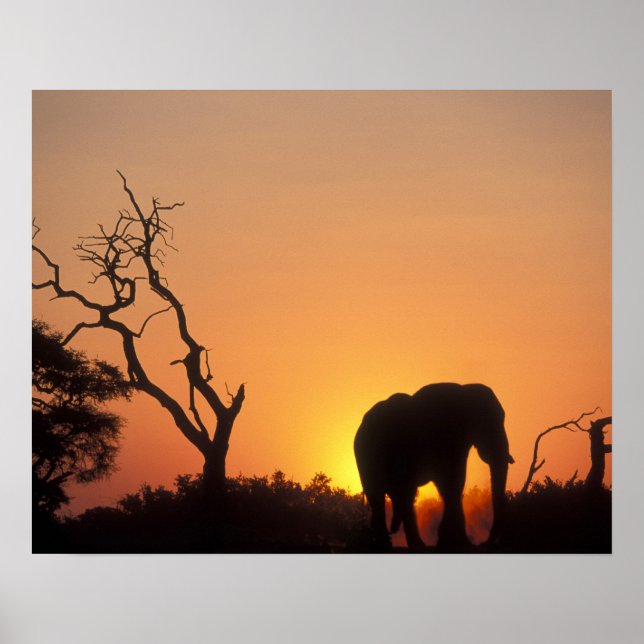Afrika, Botsuana, Chobe National Park, Setting Poster (Vorne)