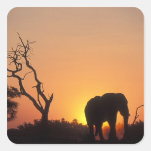 Afrika, Botsuana, Chobe National Park, Setting Quadratischer Aufkleber