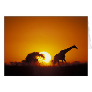 Afrika, Botsuana, Chobe-Nationalpark, Giraffe 2
