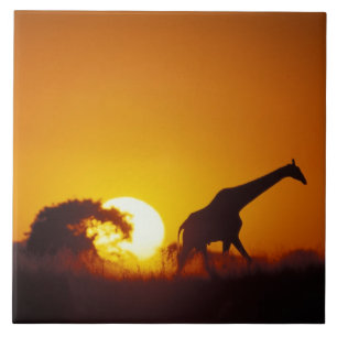 Afrika, Botsuana, Chobe-Nationalpark, Giraffe 2 Fliese
