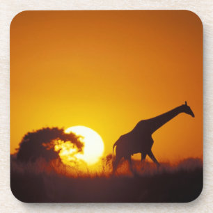 Afrika, Botsuana, Chobe-Nationalpark, Giraffe 2 Getränkeuntersetzer