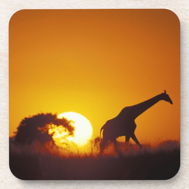 Afrika, Botsuana, Chobe-Nationalpark, Giraffe 2 Getränkeuntersetzer (Vorderseite)