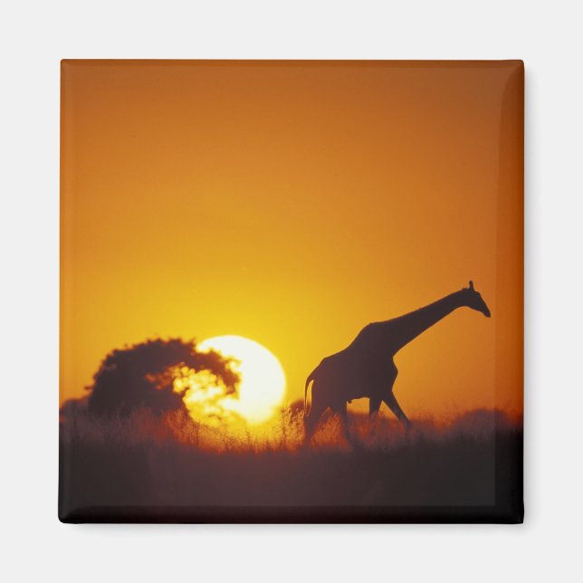 Afrika, Botsuana, Chobe-Nationalpark, Giraffe 2 Magnet (Vorne)