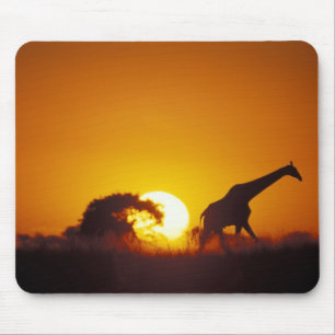 Afrika, Botsuana, Chobe-Nationalpark, Giraffe 2 Mousepad