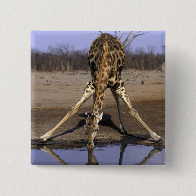 Afrika, Botsuana, Chobe-Nationalpark, Giraffe Button (Vorderseite)