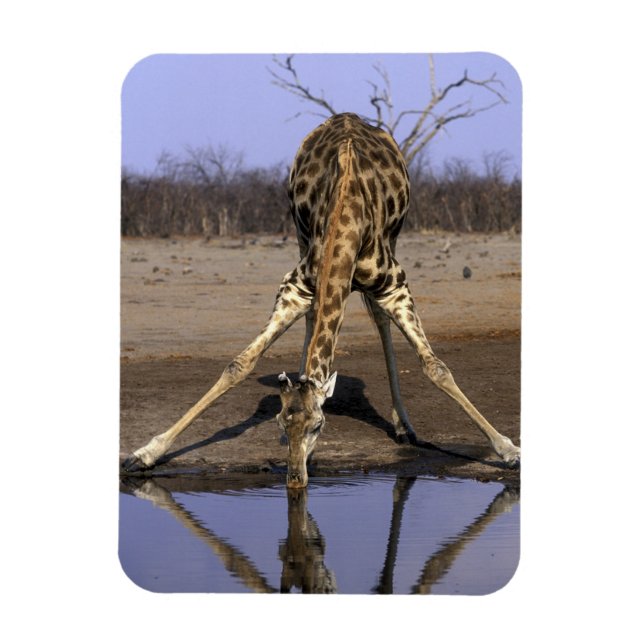 Afrika, Botsuana, Chobe-Nationalpark, Giraffe Magnet (Vertikal)