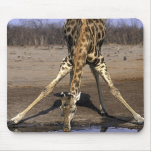 Afrika, Botsuana, Chobe-Nationalpark, Giraffe Mousepad