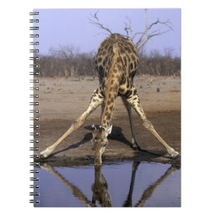 Afrika, Botsuana, Chobe-Nationalpark, Giraffe Notizblock