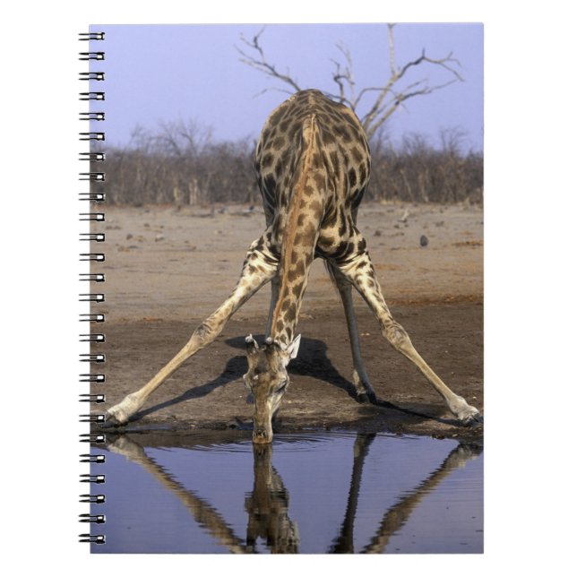 Afrika, Botsuana, Chobe-Nationalpark, Giraffe Notizblock (Vorderseite)